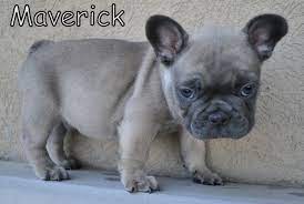 Blue fawn french bulldogs are actually much more common than a pure blue. Blue French Bulldog Blue Fawn French Bulldog Blue Fawn French Bulldog Blue Fawn French Bulldog Blue Fawn French Bulldog Frenchie Bulldog