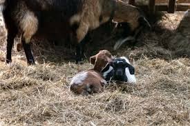7 best bedding options for your goat