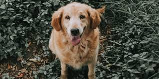 We are a small kennel whose goal is to foster the natural abilities of our dogs and to produce healthy and truly multipurpose dogs. Golden Retriever Breeders In Massachusetts Breeder Review