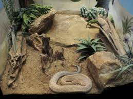 Desert Terrarium Reptiles