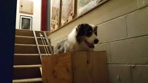 dog stairs stair lift dog r