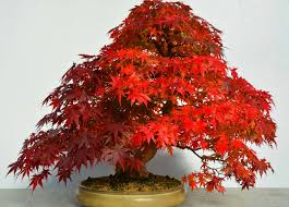 anese maple bonsai tree varieties