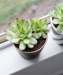 How To Plant Succulents In Pots Without