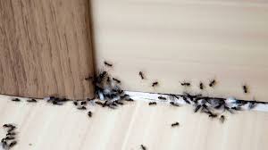 Beißende insekten in ihrem zuhause. Ungeziefer Im Haus So Wird Man Sie Schnell Wieder Los