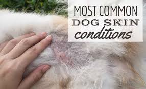 10 most common dog skin conditions
