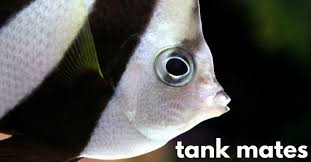 13 Colorful Angelfish Compatible Tank Mates Fish Tank Advisor