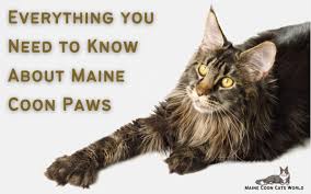 maine paws a look at the unique
