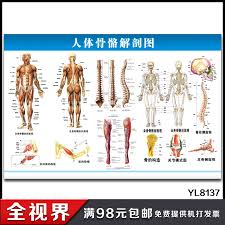 Usd 8 59 Human Skeleton Anatomy Large Flipchart Human