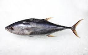 16 facts about albacore tuna facts net