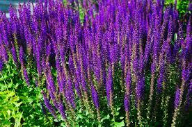 Good perennial border plants will not be invasive by spreading into your lawn, stone path or neighboring garden features. Low Maintenance Plants For Your Garden The English Garden