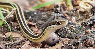 ribbon snake facts thamnophis