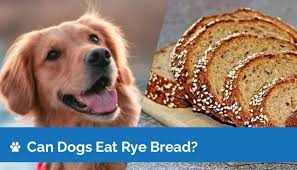 can dogs eat rye bread nutritional