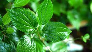 9 health benefits of betel leaf