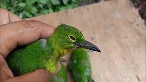 Burung cucak ijo sejatinya memiliki banyak ragam jenis yang ada di indonesia. Gejala Flu Pada Cucak Ijo Yang Wajib Dipahami Pemiliknya Raja Kicau