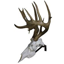 euro mount deer skull shefalitayal