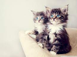 Cute Kittens Wallpapers For Mobile ...