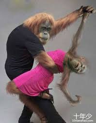 猴子跳交谊舞  舞姿百態