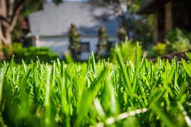 Why Do You Need Winter Lawn Care