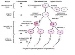 Gametogenesis In Humans Spermatogenesis Oogenesis Video