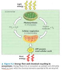 Cellular Respiration And Fermentation