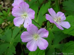 News & updates • check the latest updates on virginia's actions to phase out the propagation and sale of invasive plants. Common Spring Wildflowers In Ohio Trekohio