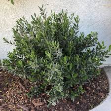 How To Grow Care For Olive Trees
