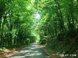 غابات بلغراد بتركيا من اجمل المناطق السياحيه ، مناظر طبيعيه خلابه للعائلات  - حياه الروح 5