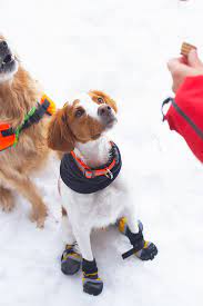 pet friendly ski and snowsports resorts