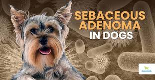 sebaceous adenoma in dogs dogs naturally
