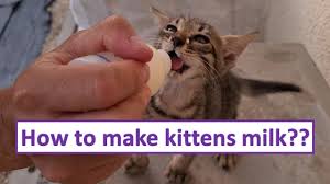 homemade kitten milk kitten food