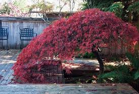 Small Trees For Yard Japanese Maple