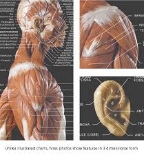Find anatomical chart human body. Anatomytools
