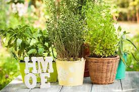 Culinary Herbs In The Home Herb Garden