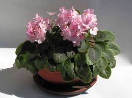 African violets — how to care for them for pretty blooms year round. African Violet Saintpaulia Guide Our House Plants