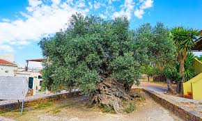 discover the oldest olive trees in the