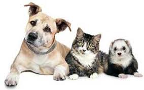 A titer test is not an option when it comes to the rabies vaccine. Rabies Vaccination Requirements For Pets Washington State Department Of Health