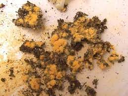 orange mold facts its danger and how