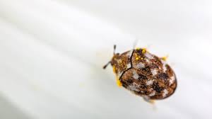 signs of carpet beetles and how to get