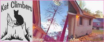 Learn about arborist certification with free interactive flashcards. Kat Climbers Llc Is A Tree Service Company In Decatur Ga