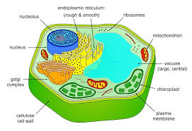 Terms in this set (25). Eukaryotic Cells Bioninja