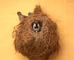 saving sparrows in cities one nest at