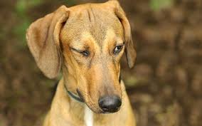 lower eyelid droop in dogs symptoms