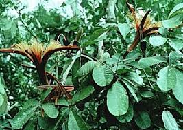 Image result for pachira insignis