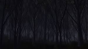 forest dark forest dark nature hd