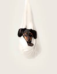 Sausage Dog Pictures