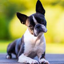 what is brachycephalic syndrome in
