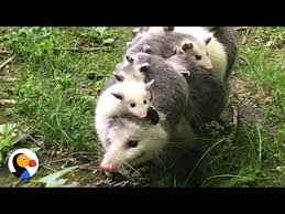 7 Fascinating Opossum Facts Farmers Almanac