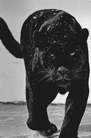 black panther hd wallpaper n digo