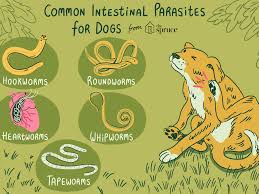 Common Worms And Intestinal Parasites In Dogs
