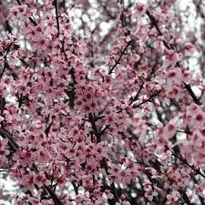 It is attractive as single specimen or massed together to line avenues and driveways. Newport Flowering Plum Tree Plantingtree